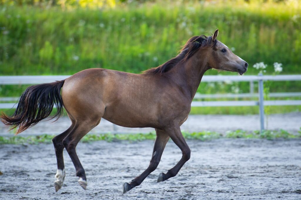 Reitplatz beregnen: Tipps für eine optimale Bewässerung