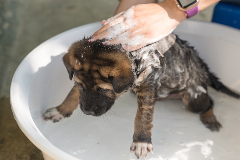 Hund wird gewaschen um Flöhe loszuwerden