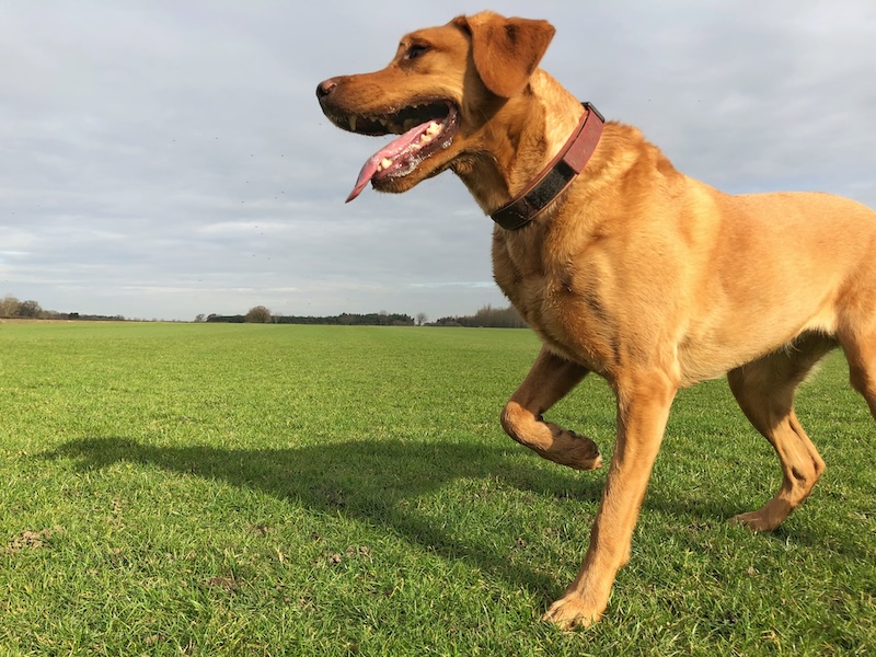 Hund humpelt über die Wiese