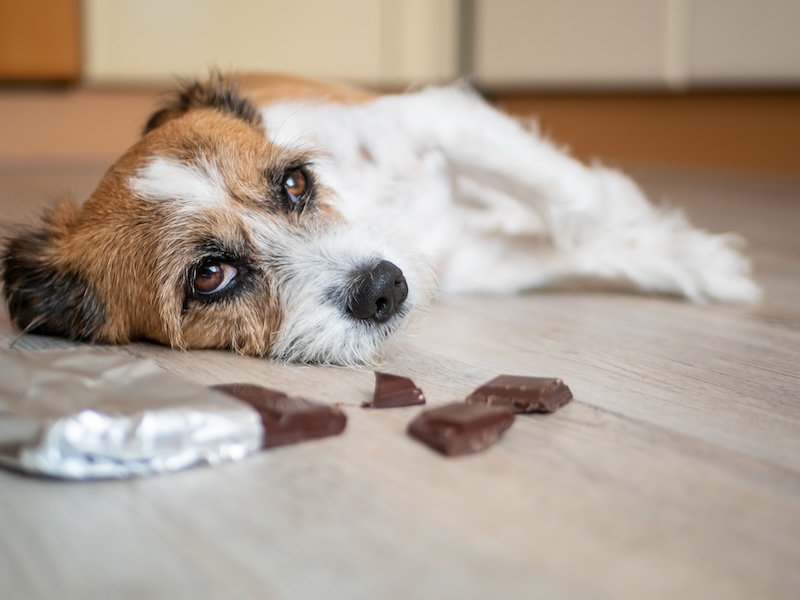 Hund mit Schokolade