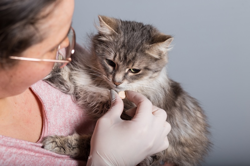 Frau gibt Katze eine Wurmkur